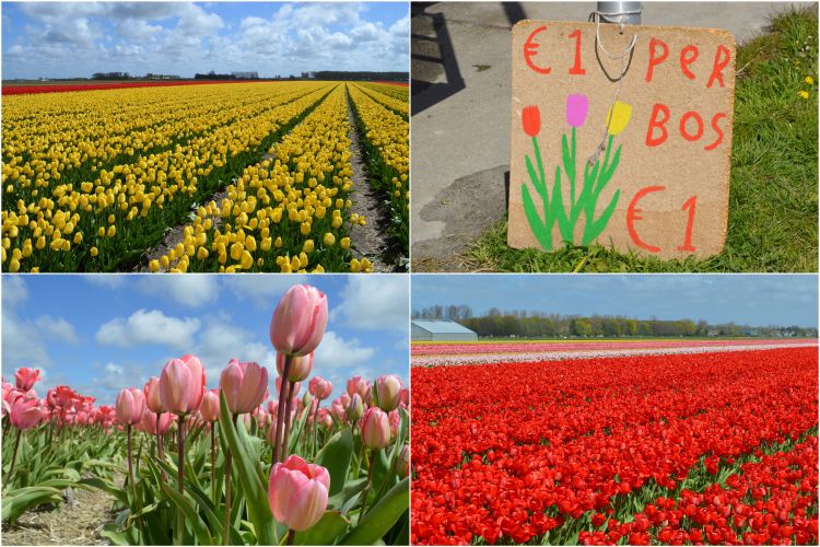 fietsen in de bollenstreek