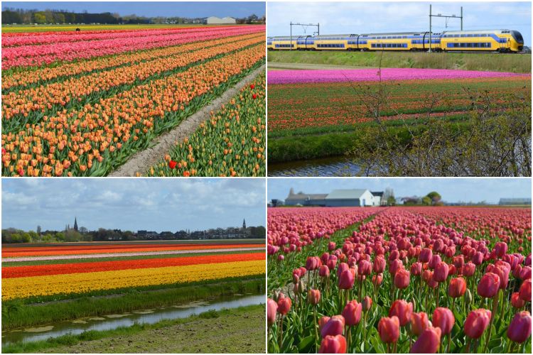 fietsen in de bollenstreek - collage