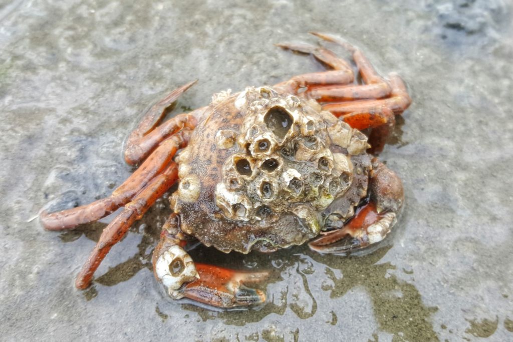culinair wadlopen terschelling