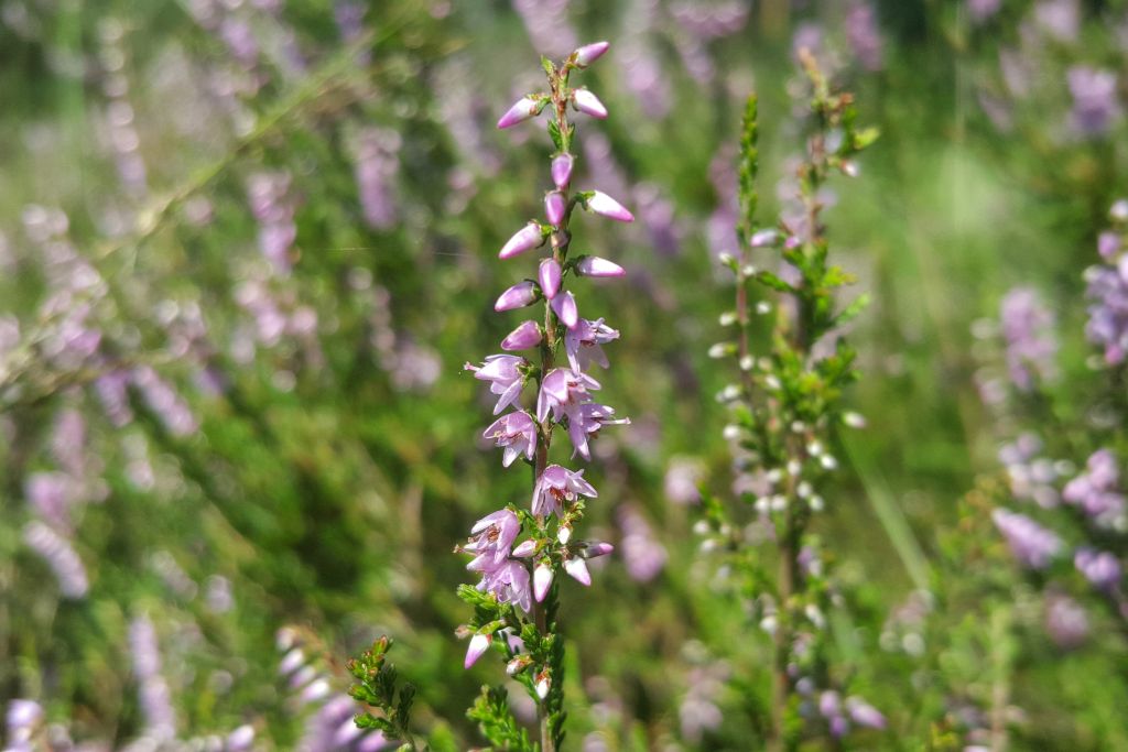 De heide in bloei
