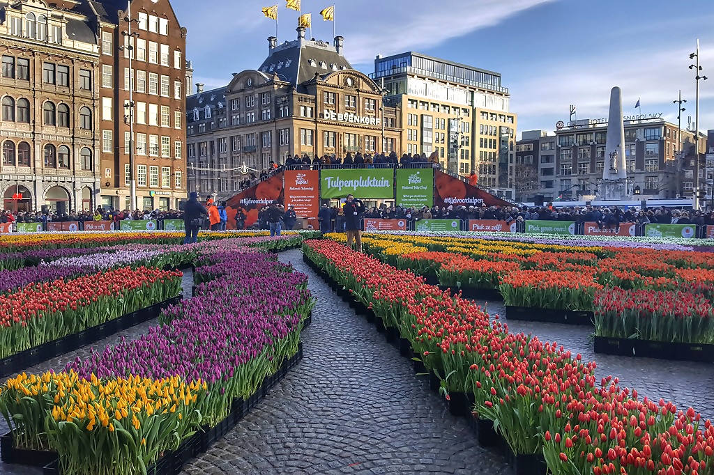 Tulpenplukdag Amsterdam