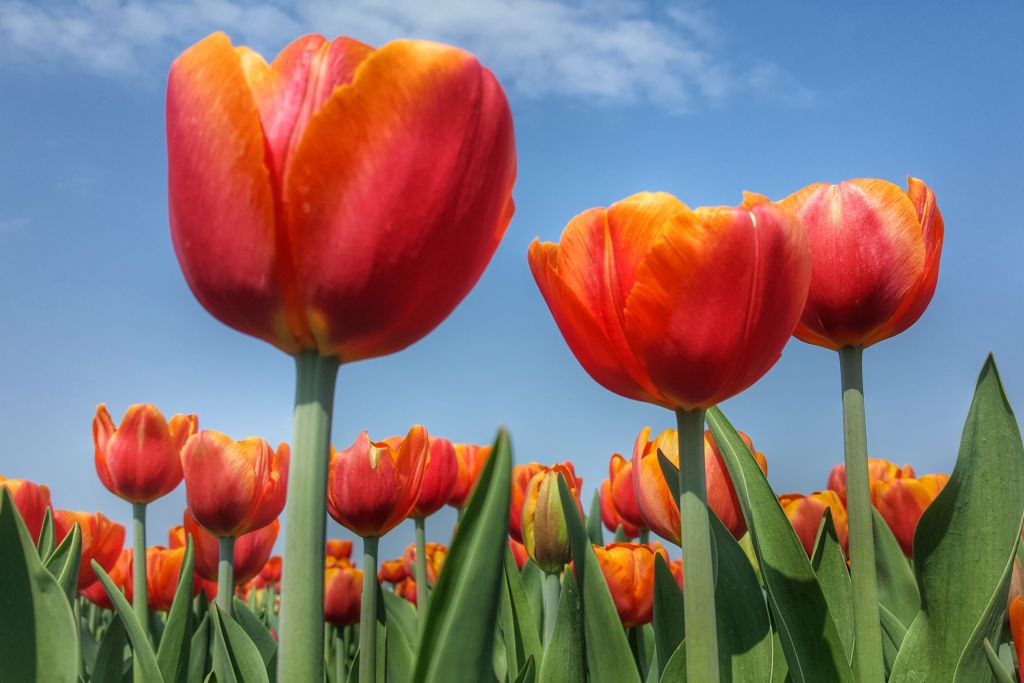 Tulpen