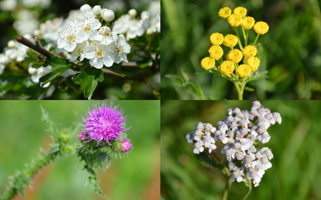 Bloemen in de Blauwe Kamer