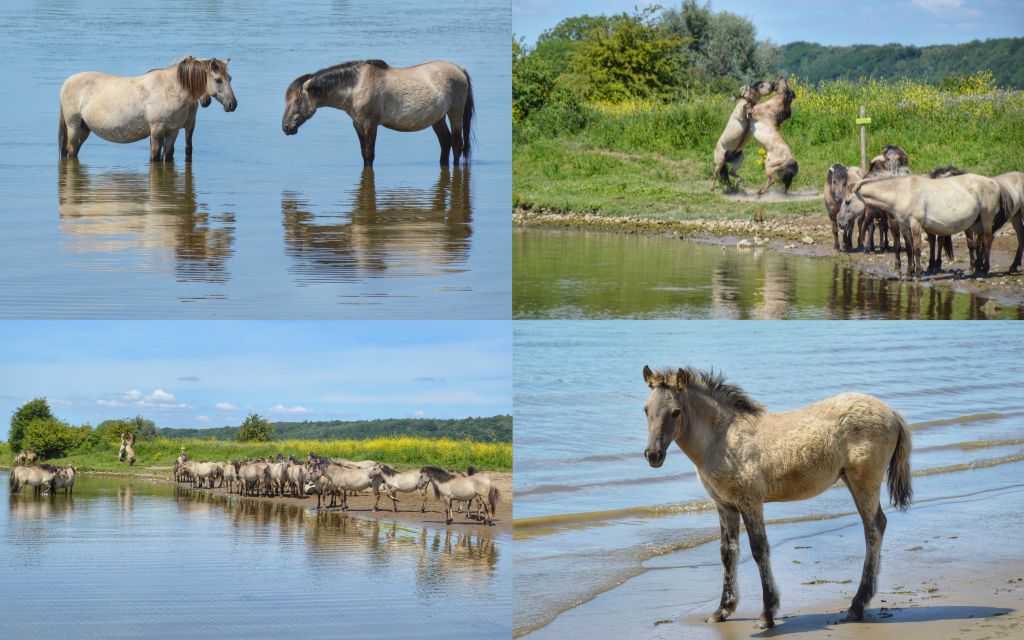 Konikpaarden de Blauwe Kamer