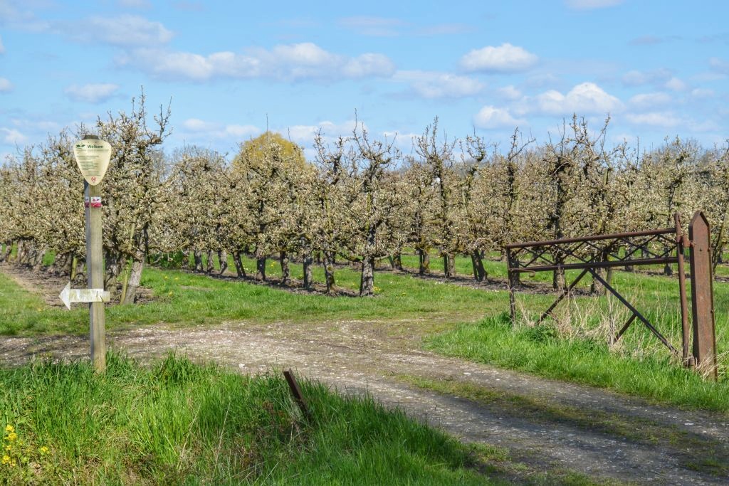 Klompenpad door boomgaard
