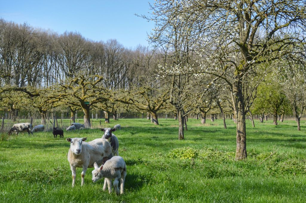 Schapen in boomgaard Landgoed Soelen