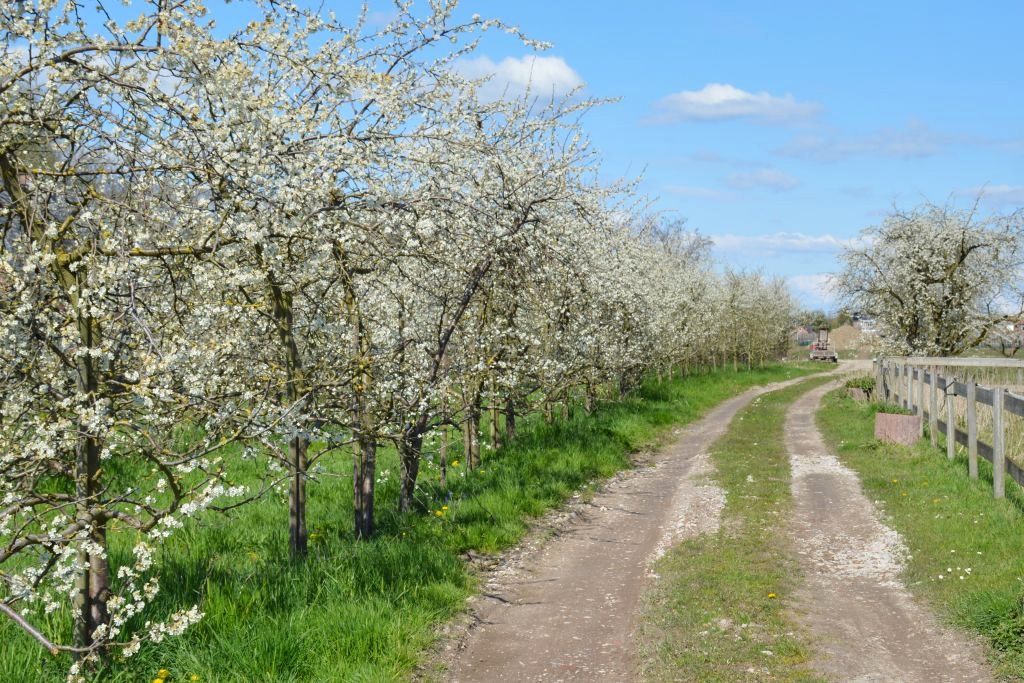 Kersenbloesem Betuwe