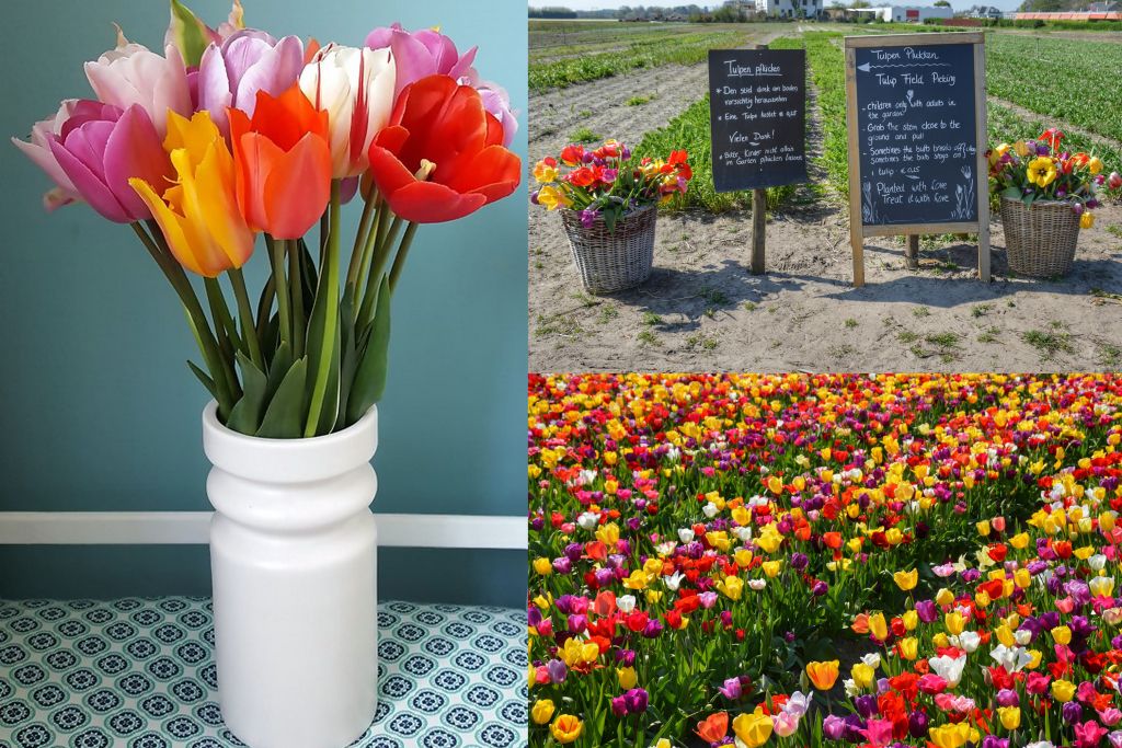 Tulpen plukken
