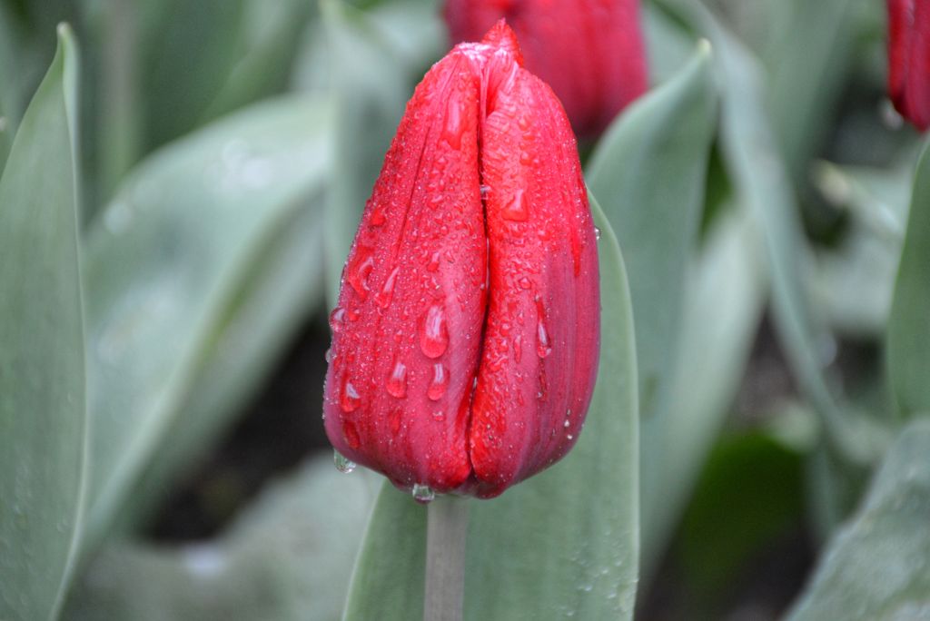 Tulpen Anna Paulowna