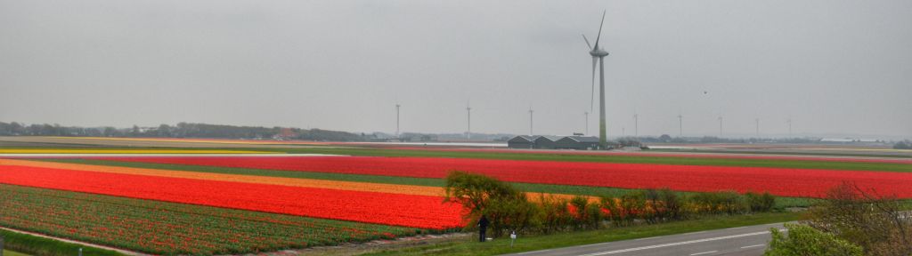 Tulpenvelden Noord-Holland
