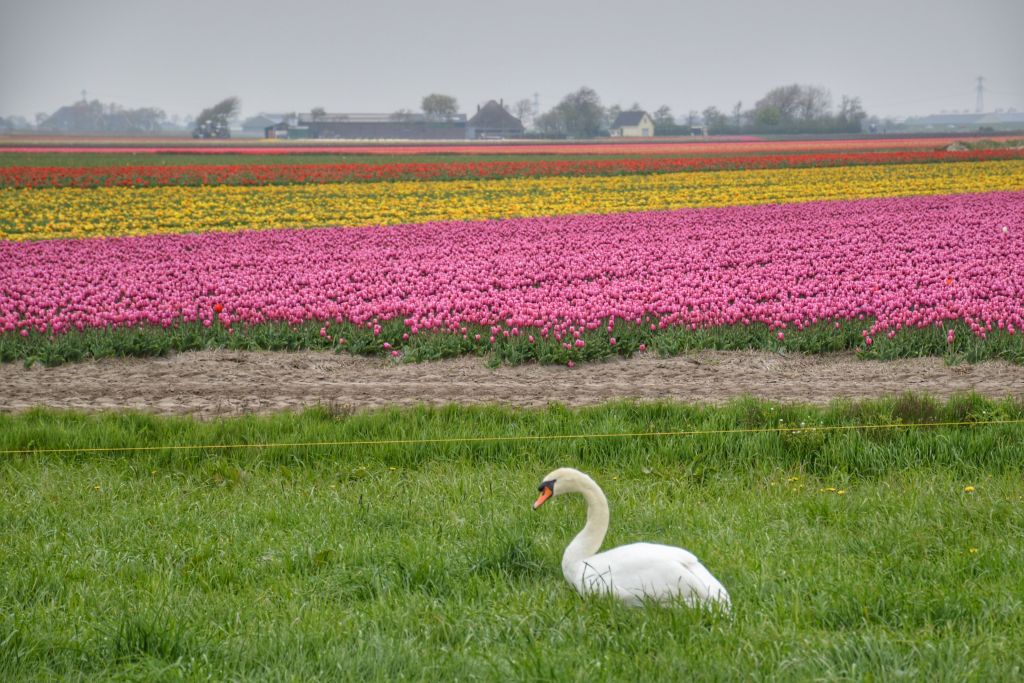 Tulpen Bloeiend Zijpe