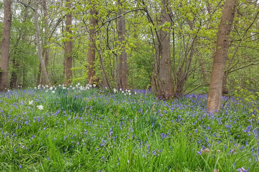 Wildrijk wilde hyacinten
