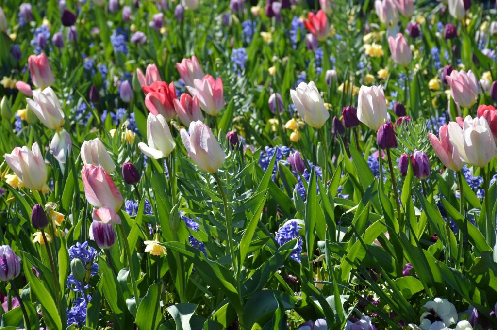 Tulp Festival Amsterdam