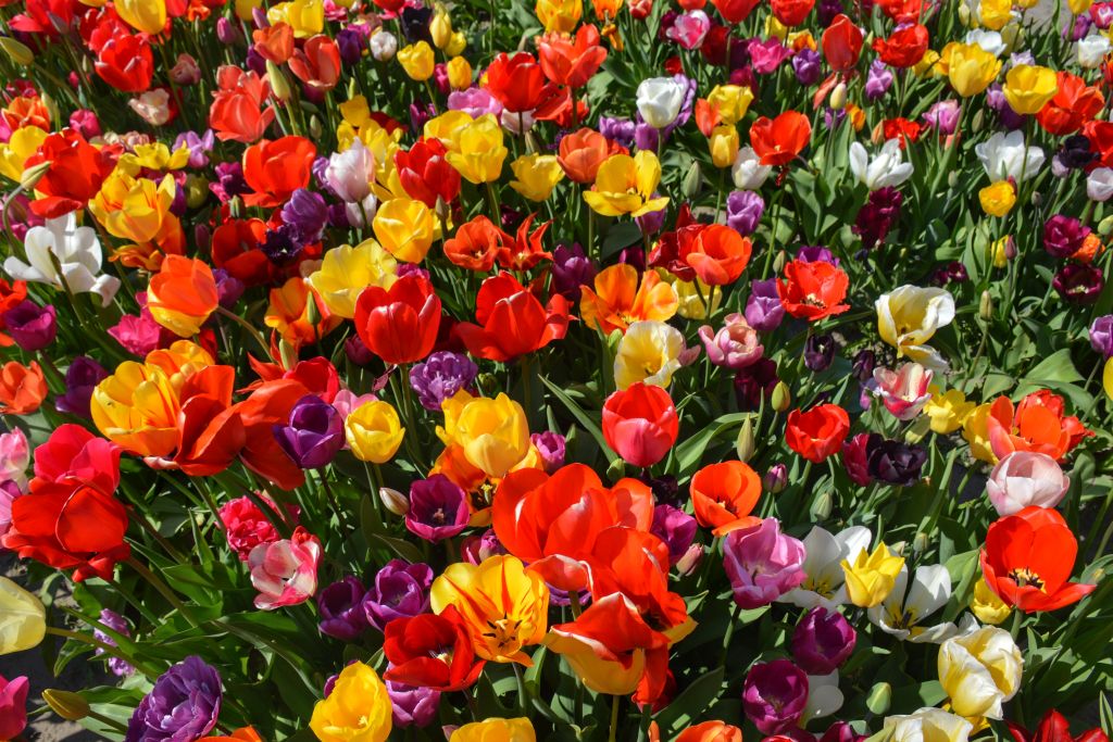 Kleurrijke tulpenzee