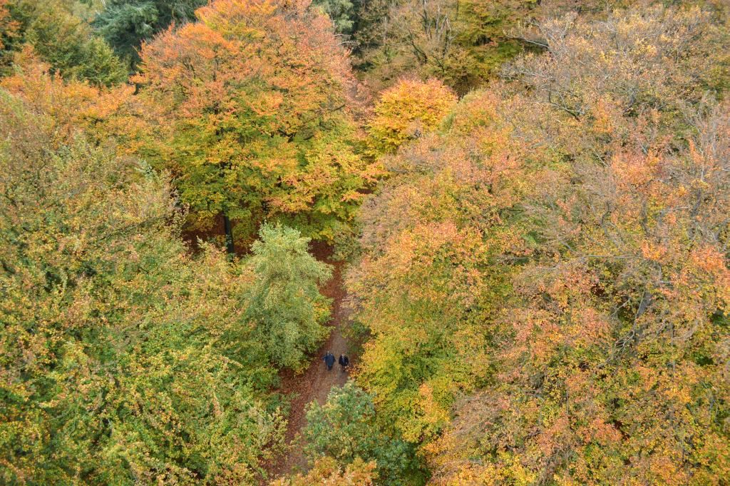 Utrechtse Heuvelrug mooie plekken: de Kaapse bossen