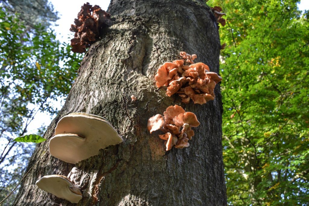 Utrechtse Heuvelrug - herfst