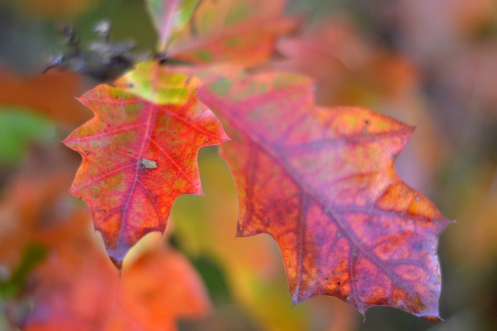 herfst utrechtse heuvelrug