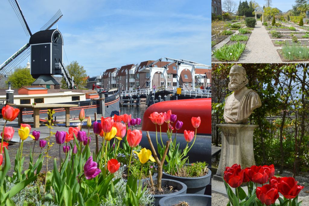 Tulpen Leiden
