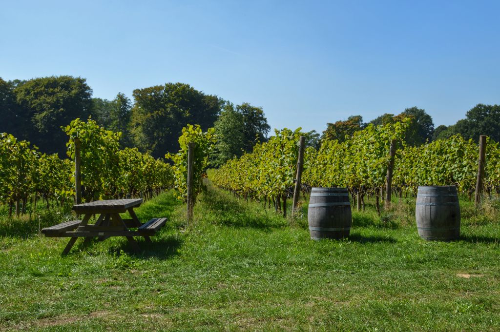 Wijngaard Wageningen