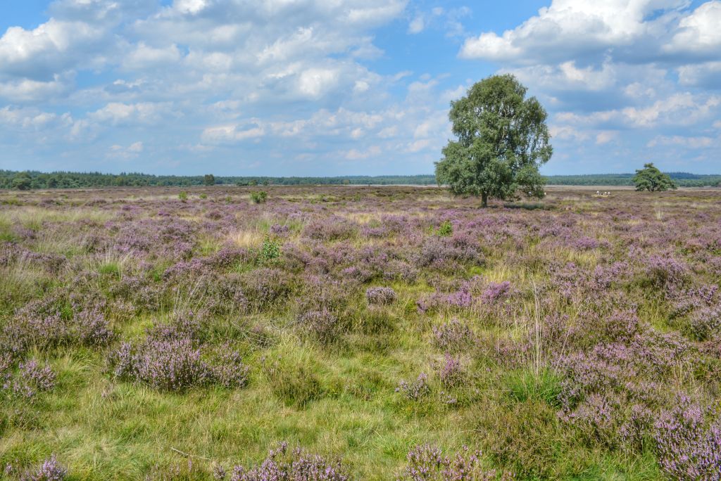 De Ginkelse Heide