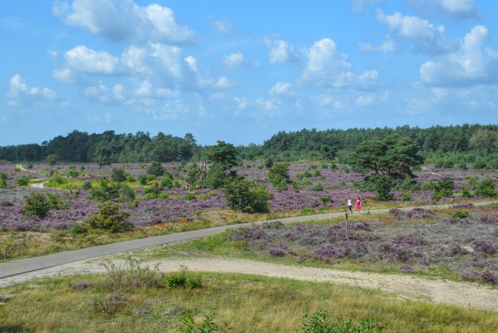 Wandelen heide Radio Kootwijk
