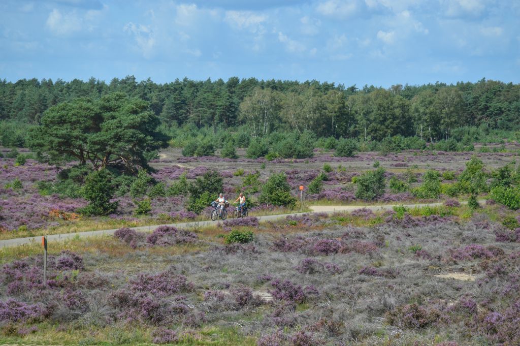 Paarse heide op de Veluwe