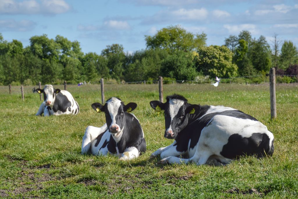 Het Groene Hart - Utrecht
