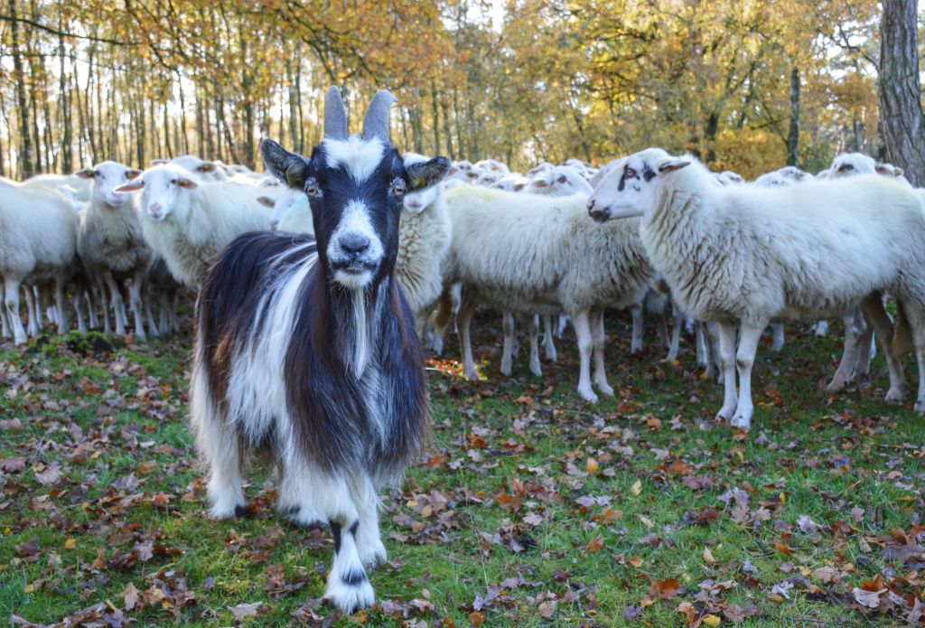 Schaapskudde Plantage Willm III