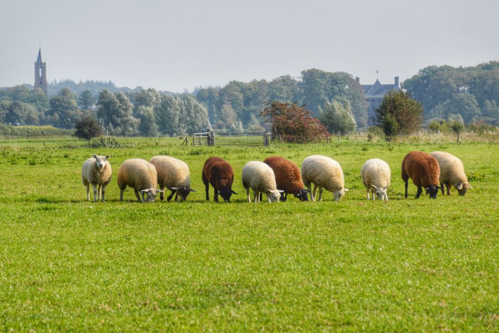 Wandelroute Amerongse Bovenpolder