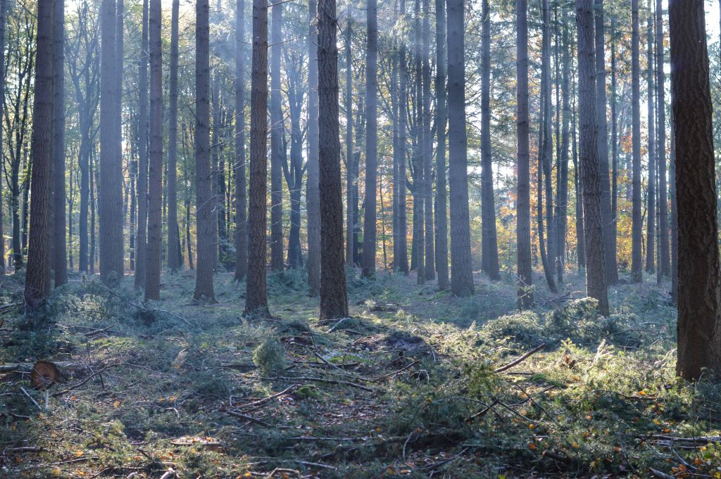 Prattenburgse bossen