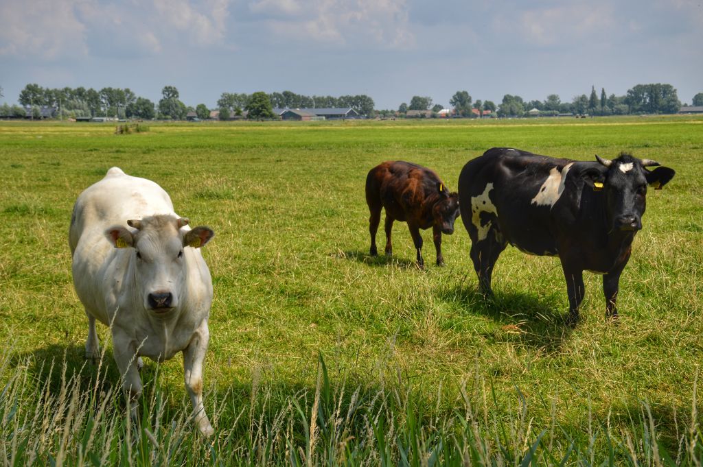 Fietsroute Groene Hart