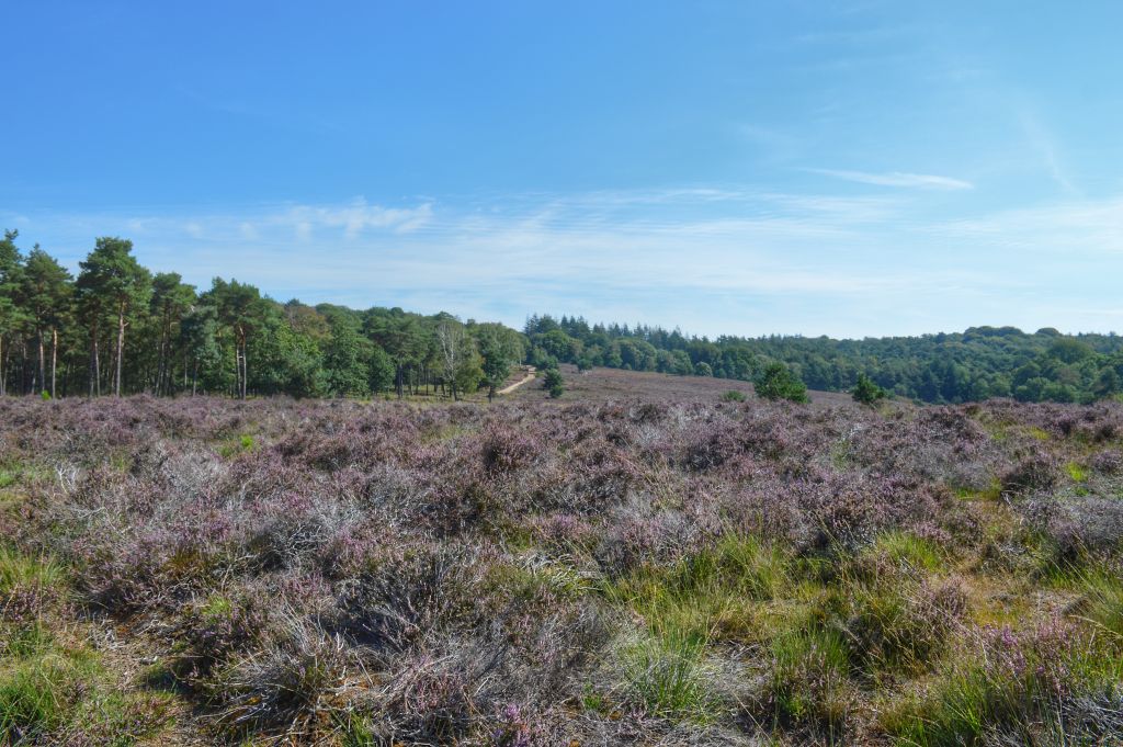 Wandelroute Mookerheide Limburg