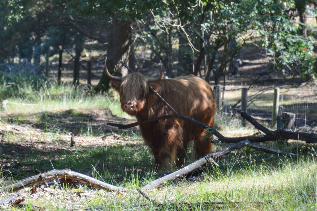Schotse Hooglander in natuurgebied de Mookerheide