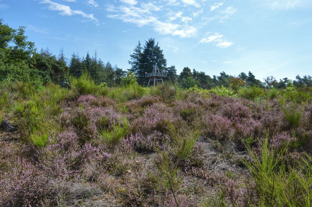 Uitkijktoren Mookerheide