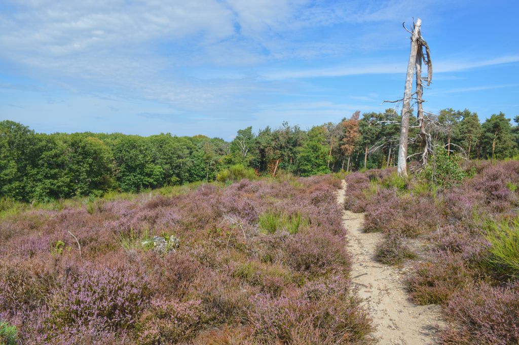 Paarse heide Limburg