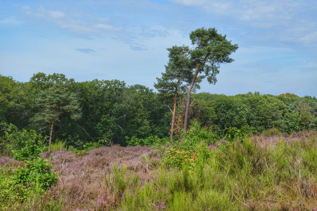 Wandelroute Mookerheide Limburg