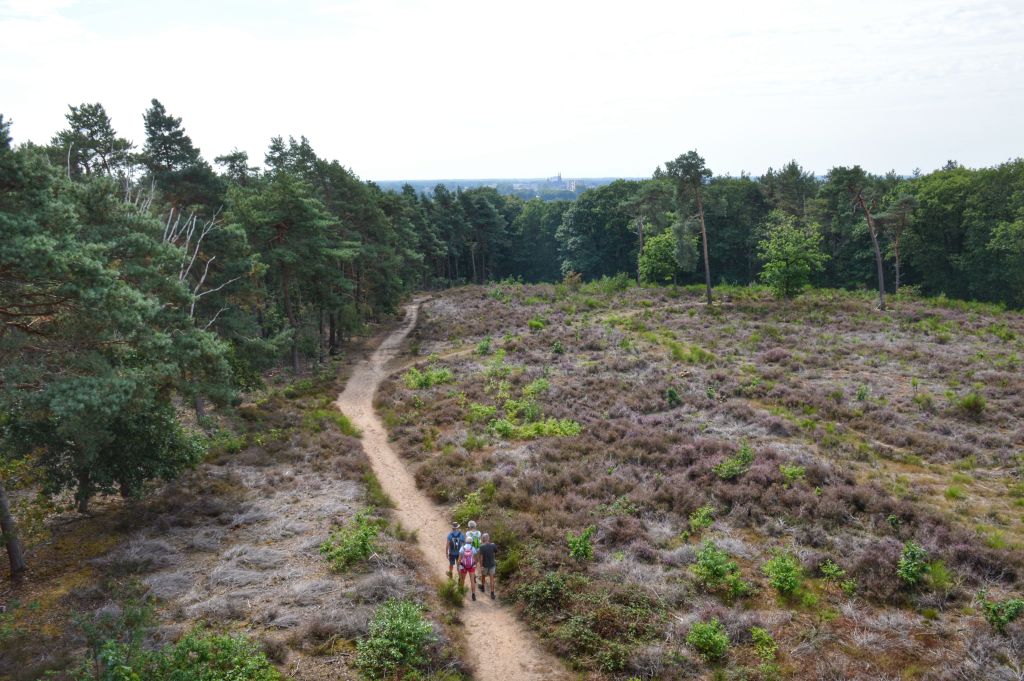 Heide Limburg Wandelroute Mookerheide