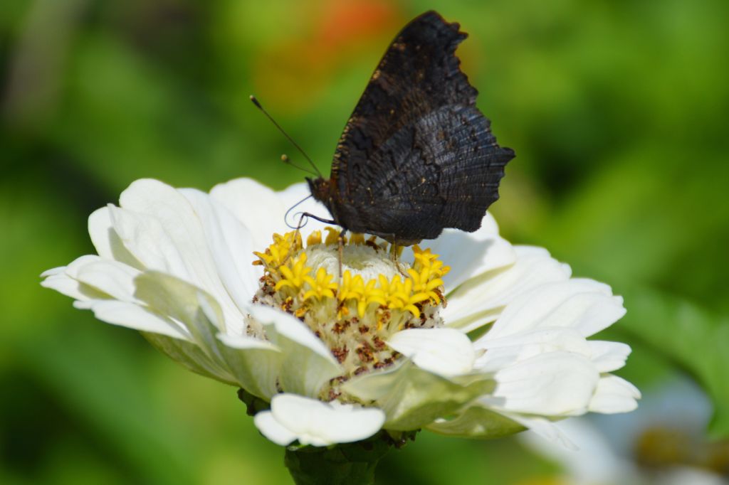 Hsitorische tuinen Mookerheide