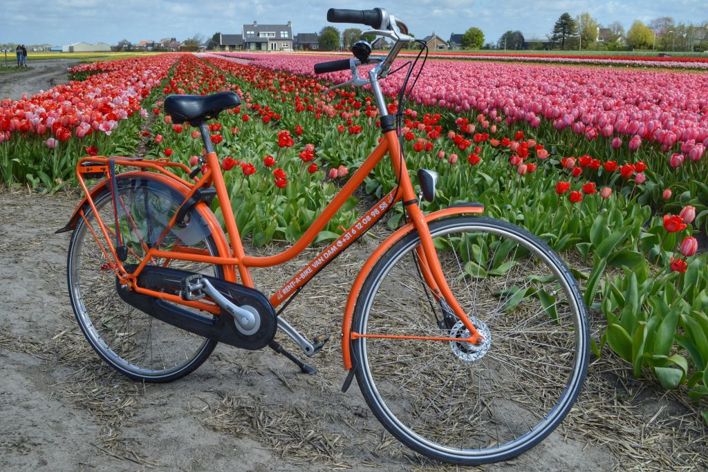 Fietsen Bollenstreek