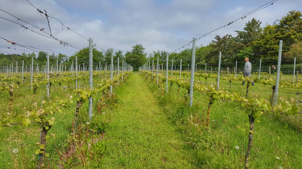 Wijngaard de Kroon van Texel