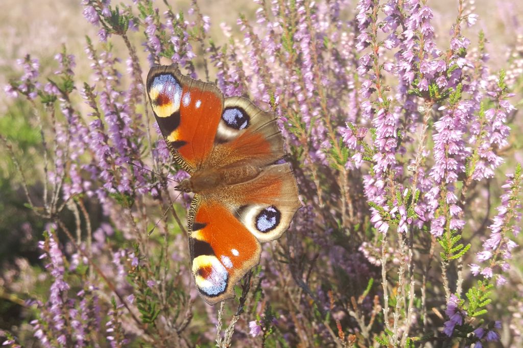 Mooie heide Utrechtse Heuvelrug