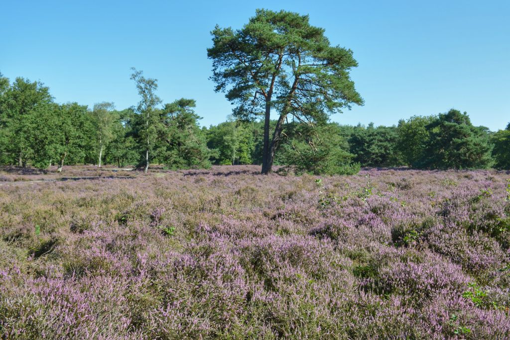 Mooie heidevelden Utrechtse Heuvelrug