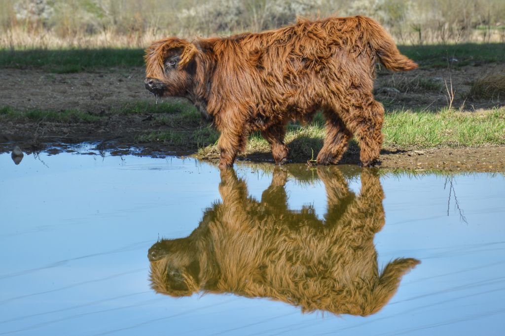 Schotse Hooglander op Veur-Lent