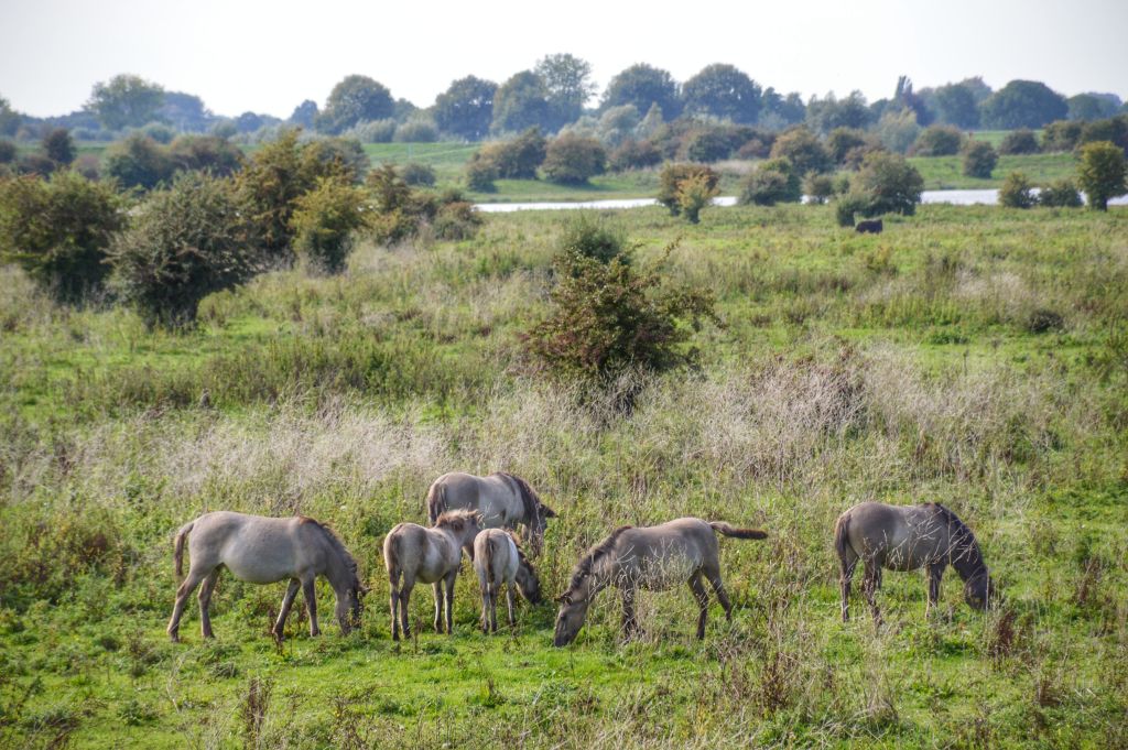 Konikpaarden in natuurgebied de Blauwe Kamer