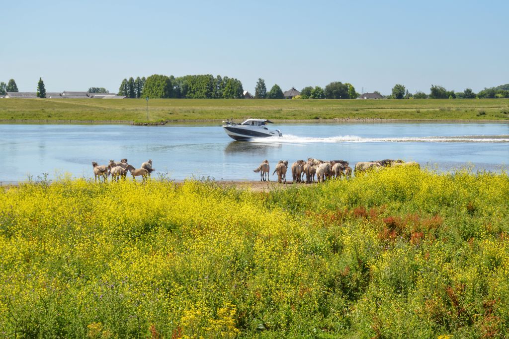 Rivier de Nederrijn