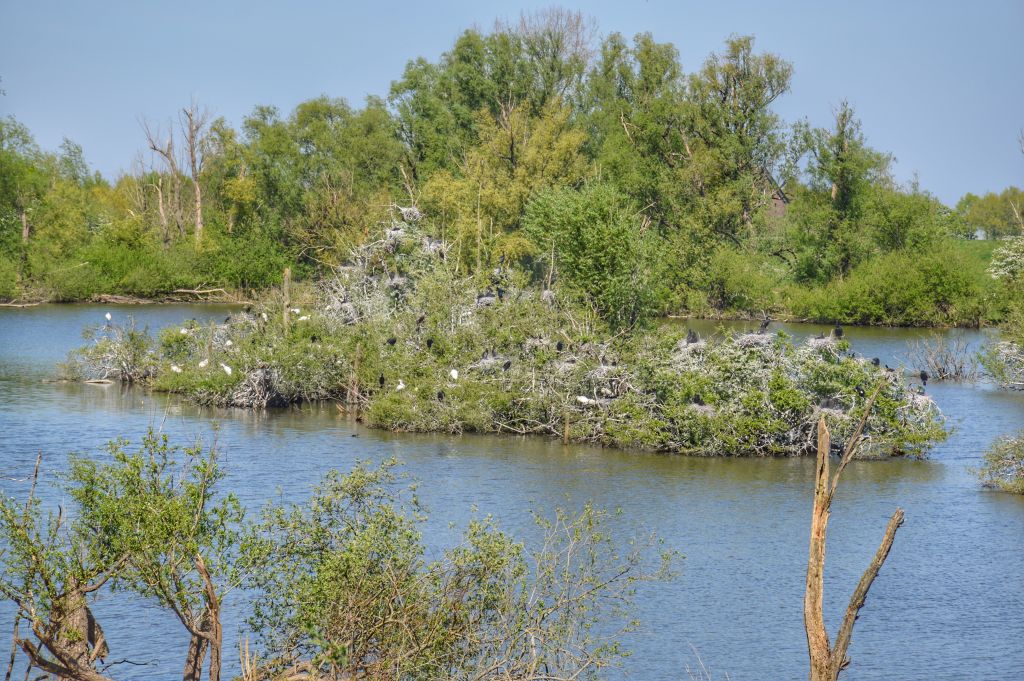Kolonie lepelaars in de Blauwe Kamer