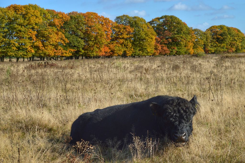 Gemarkeerde wandelroute Utrechtse Heuvelrug: Plantage Willem III