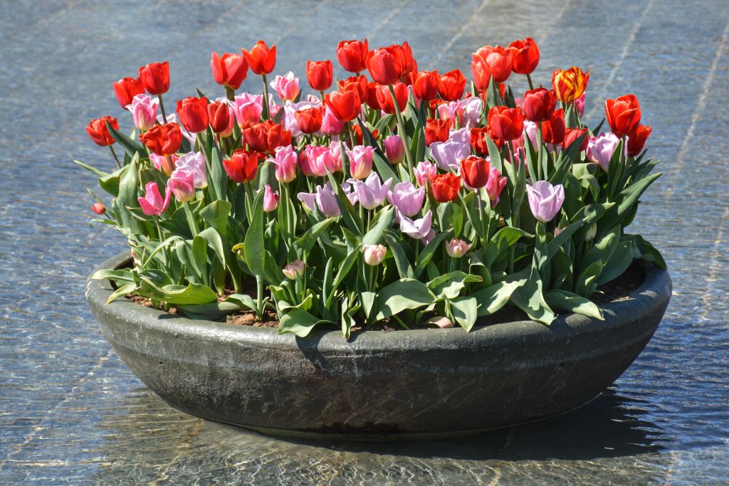 Tulpen uit Amsterdam