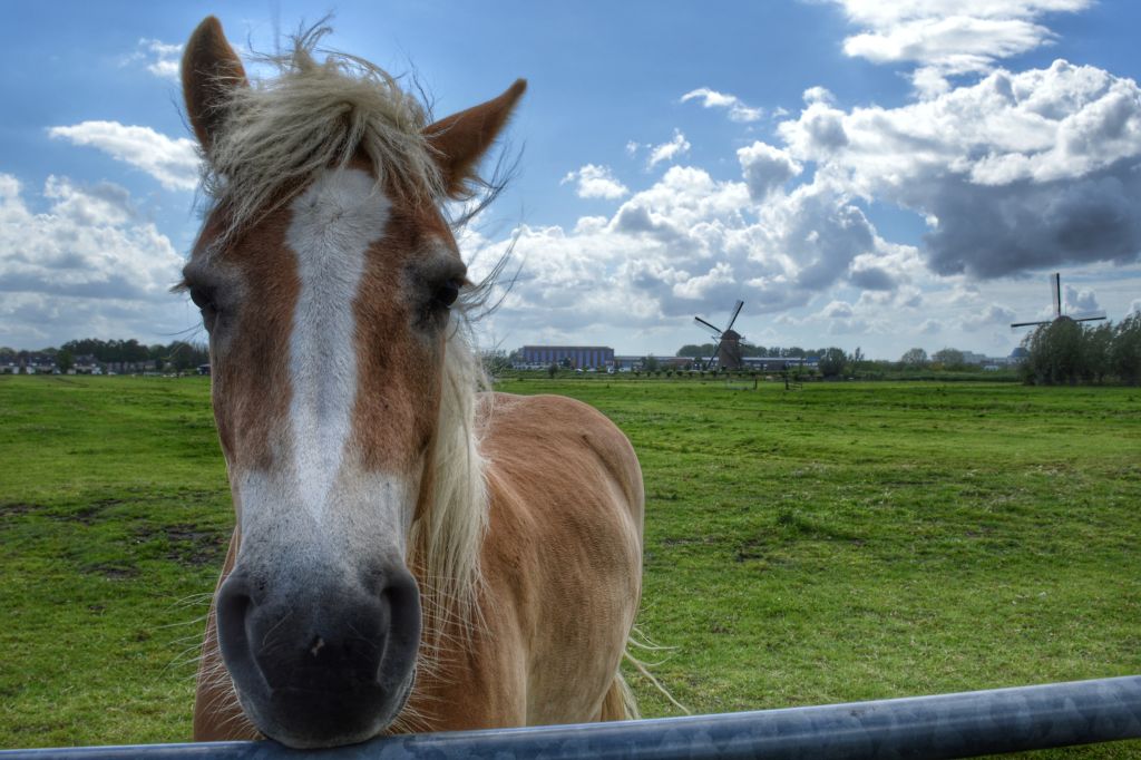 Paard Kinderdijk