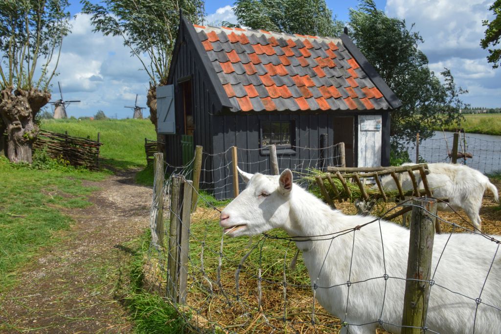 Milly en Molly - Kinderdijk